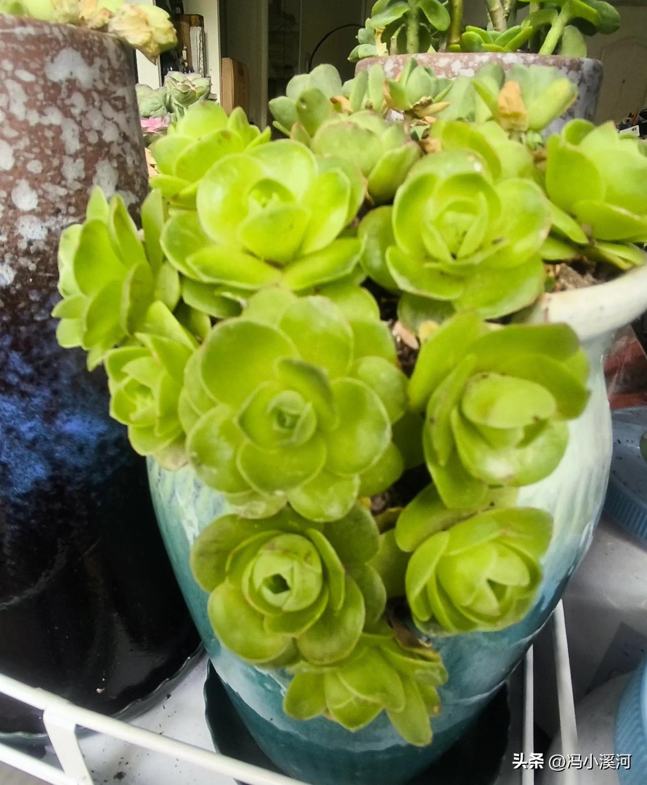 大家有种植多肉植物吗? 大家有没有种植多肉植物呢？我养多肉已经有一段时间了。
多