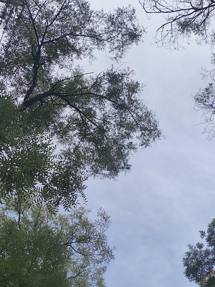 参天大树下面偷窥天空！拍摄于肥城市新城街道办事处！上午9：38分！
头条首发