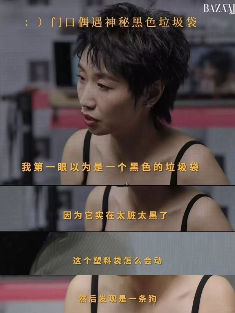 养宠物的人备孕分离焦虑怎么办小鹿这段看得五味杂陈！小狗墨尔本对外界响动十分敏感，
