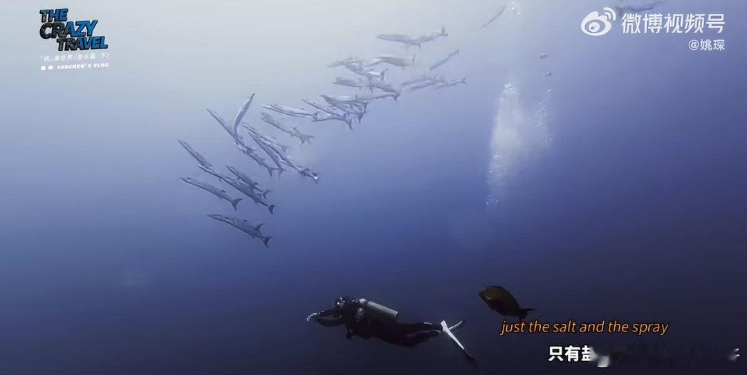 姚琛在巴厘岛深潜拍到海狼风暴深海爱好者狂喜！姚琛实拍海狼风暴，一望无际的鱼群在海