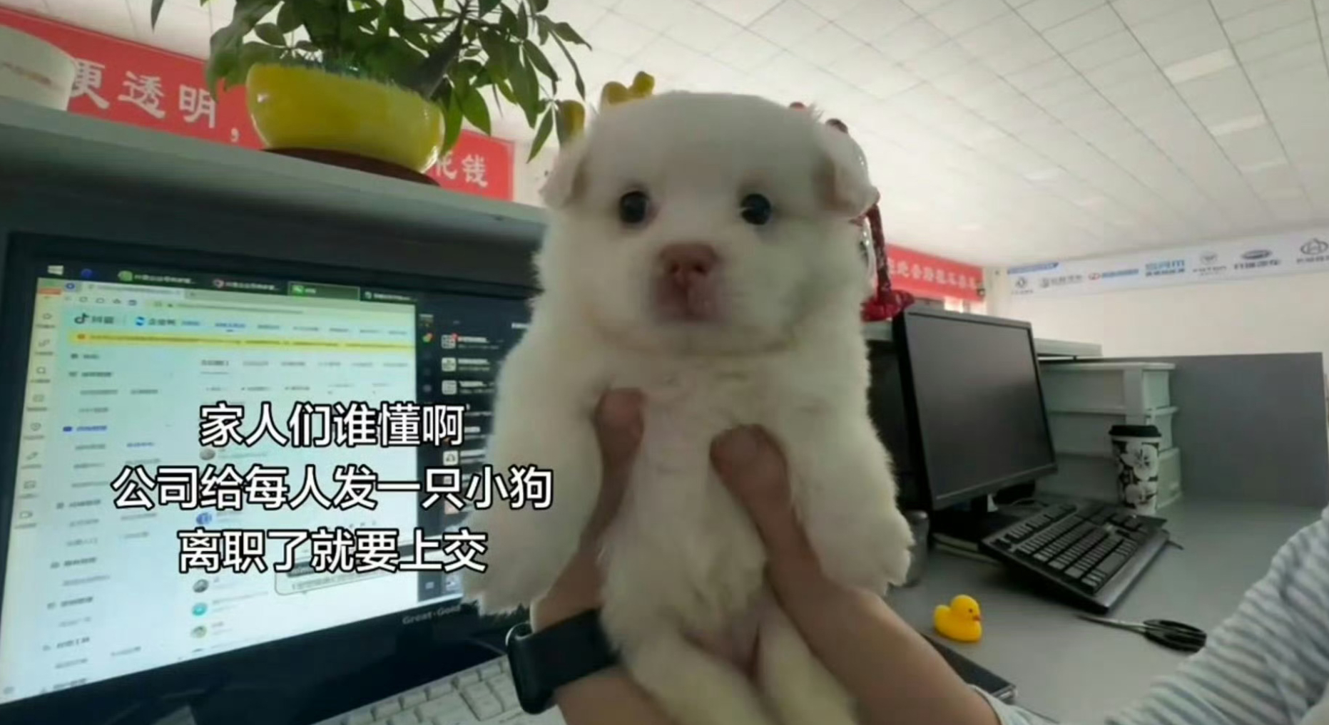 离职要上交公司小狗 这真是留住老员工的好办法...有爱心的铁铁们这么多，肯定不会