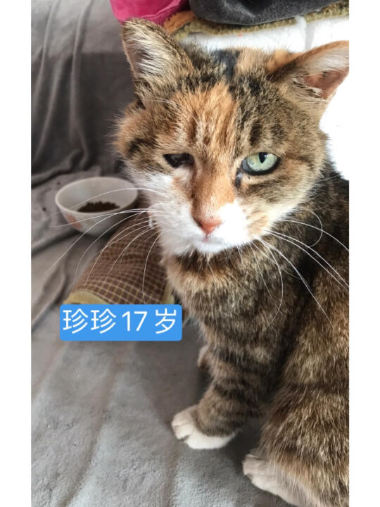 17岁瞎眼瘸腿珍珍，不仅肾衰，b超发现有肿瘤，医生说，生命周期不会太久...