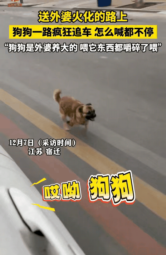 太有灵性了！江苏一老人离世，家人将其送去火化，没想到，车子刚启动，老人养的小狗就