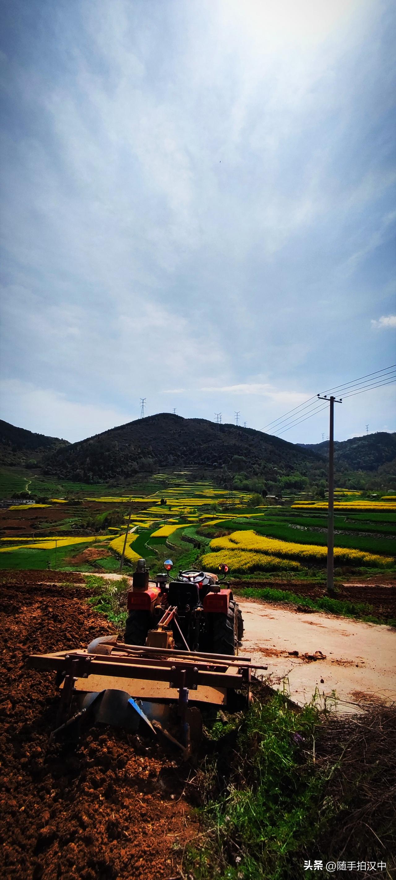 进入三月的尾巴，油菜花已经开始败落，已经开始结荚。翻看手机相册里存留的油菜花照片