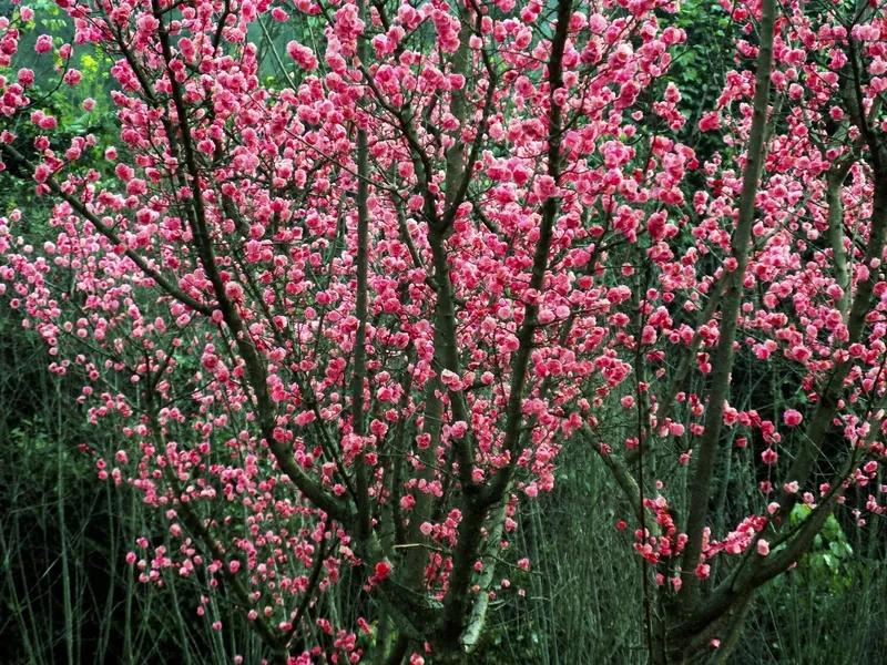 七律  无题（一百二七）

笑对红颜醉海棠，
风吹十里沐花香。
枝裁秾艳金染色，