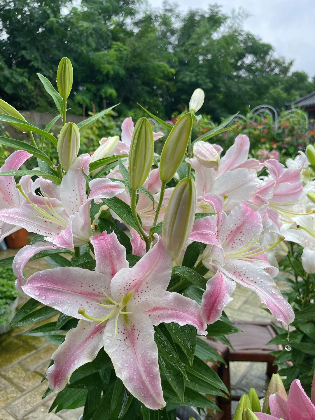 雨中百合