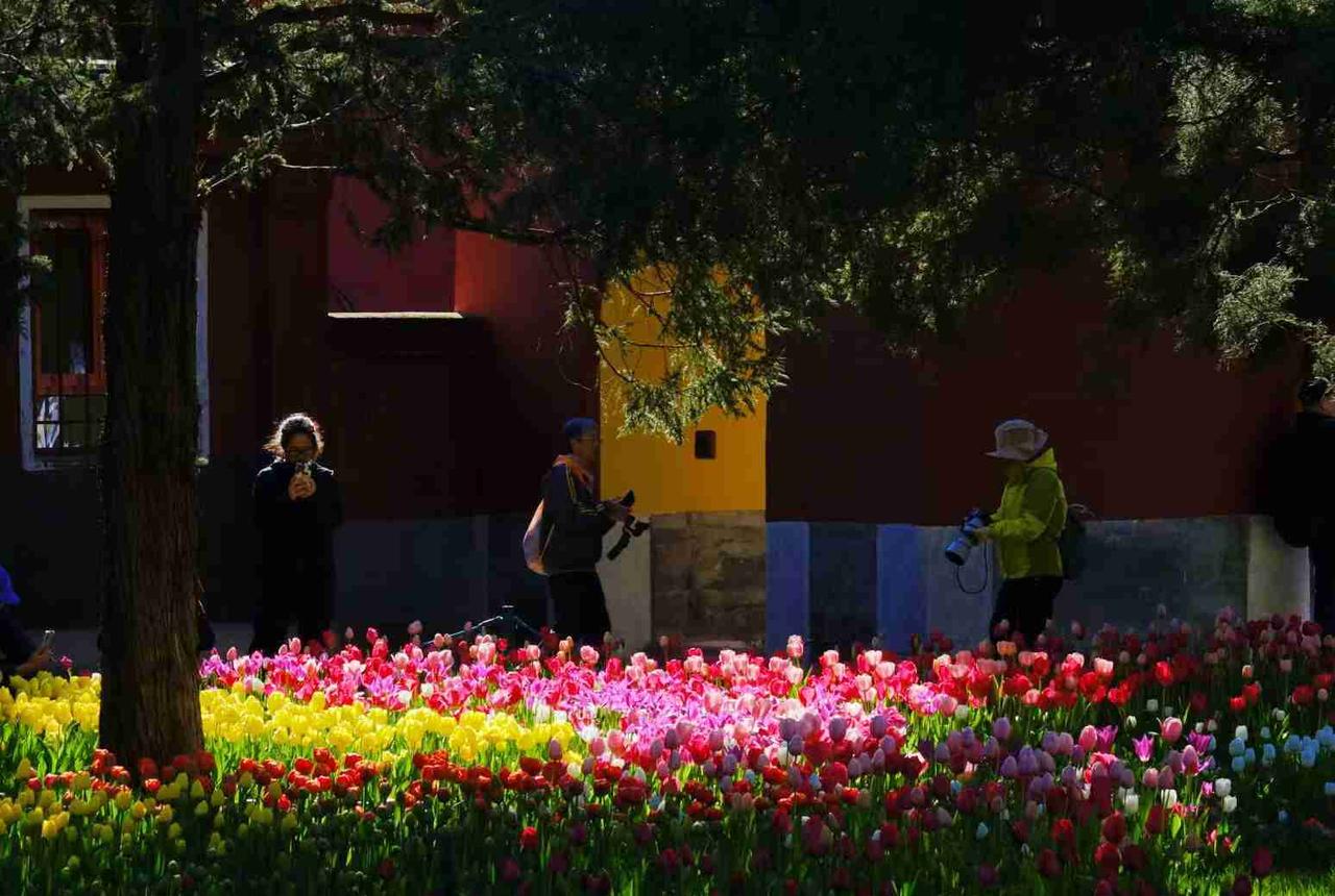 这两天的中山公园不但郁金香花满园子，而且还有桃花、海棠、丁香、洋水仙等争相斗艳，