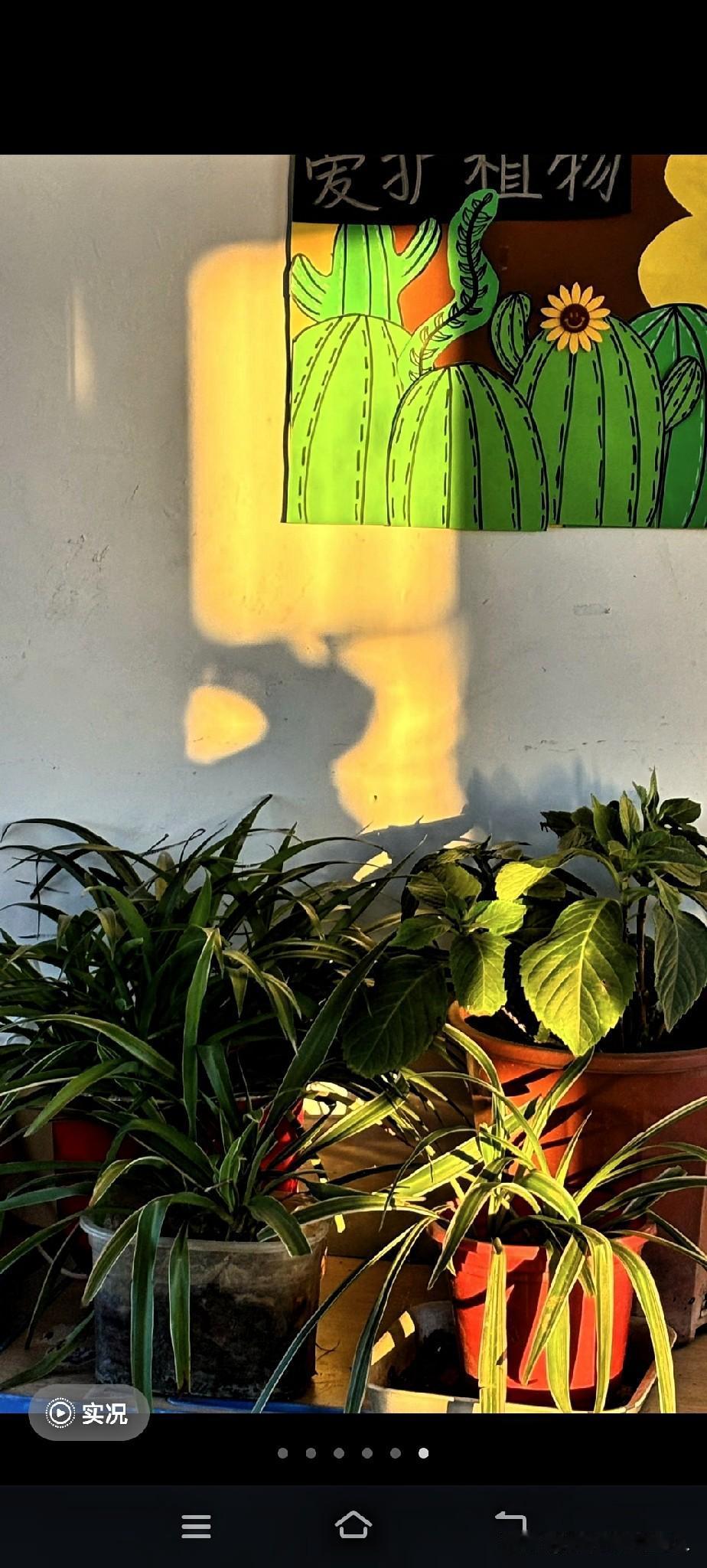 今天在这个屋里头瞎晃，一扭头瞅见这堆绿植，阳光正好斜斜扎进来，把墙给染成了暖黄。