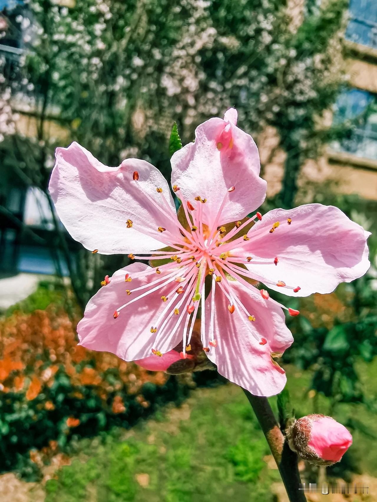 #上联：鸟语花香春光美，诚邀下联#莺歌燕舞景色新