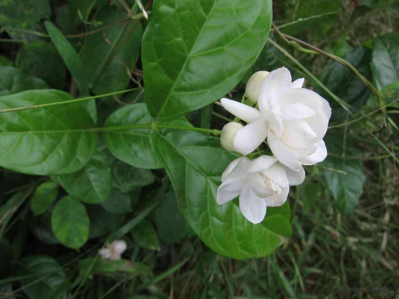 茉莉花价格翻倍产区集中、天灾减产，供需失衡，导致花茶原料价格大幅飙升。 