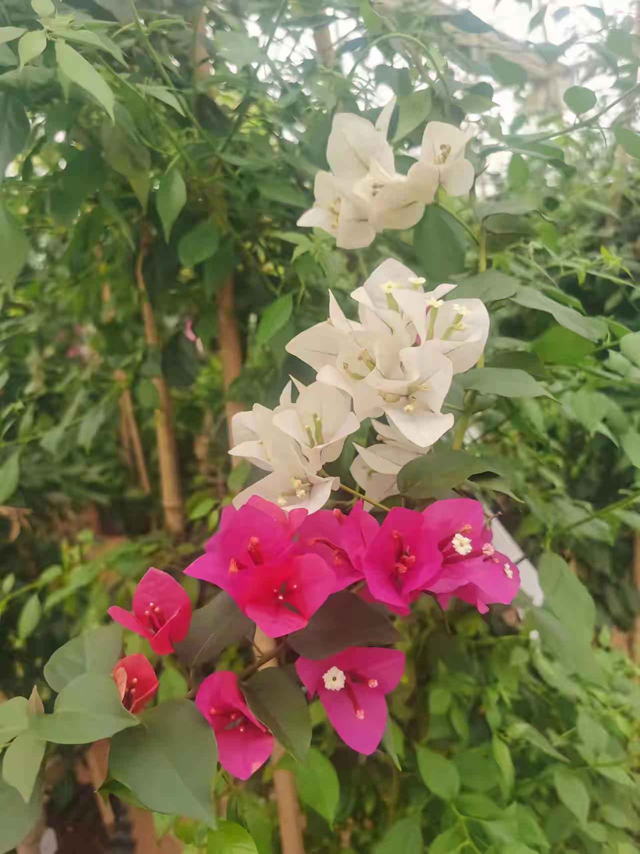 很少见到同一棵树开几种颜色的花，有没有一棵树上结几种果子的呢！