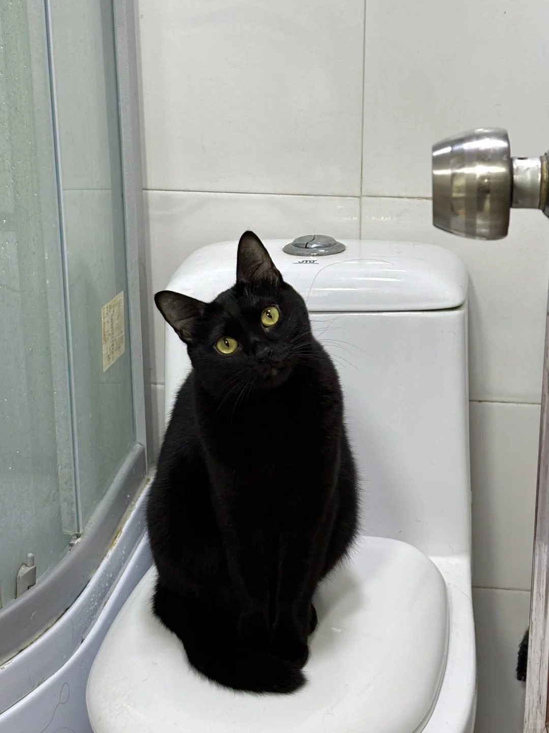 大黑，精力旺盛的疯猫一只