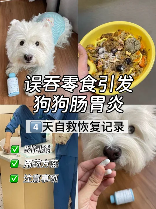狗狗误食引发肠胃炎4天上岸（用药记录自存）