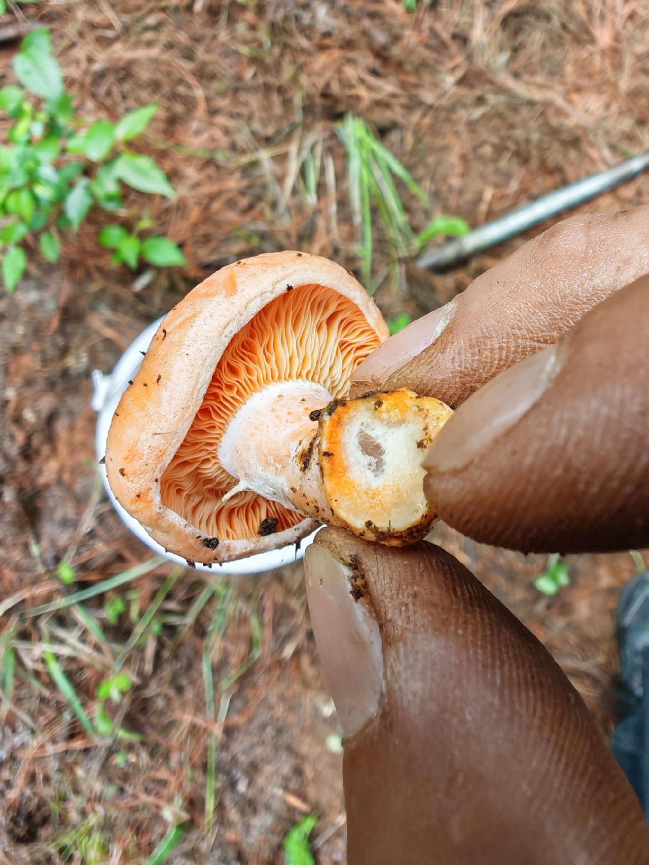 又到了吃菌子的时间了嗨起来😀