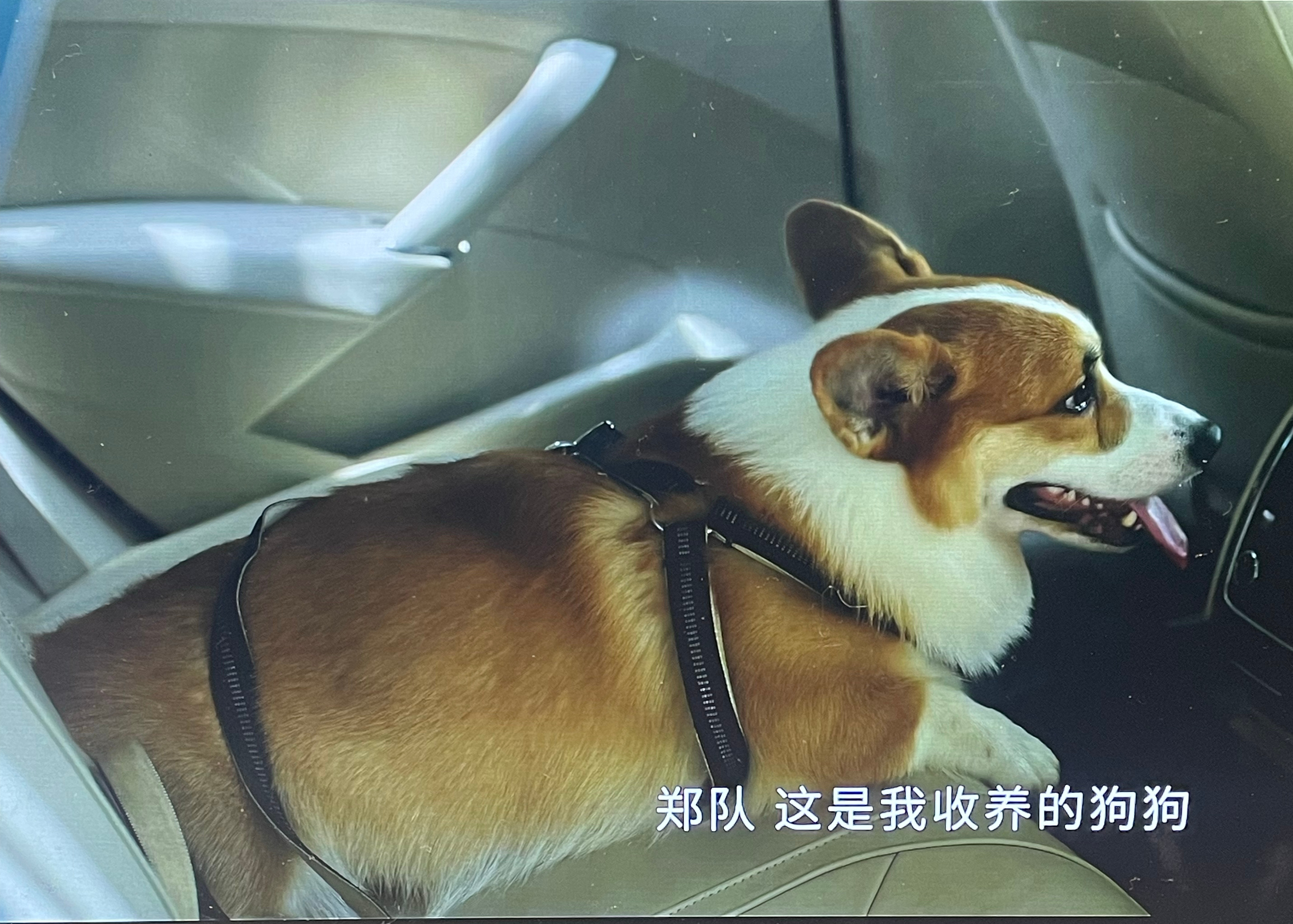 看得我都想把丫丫送去演两集 