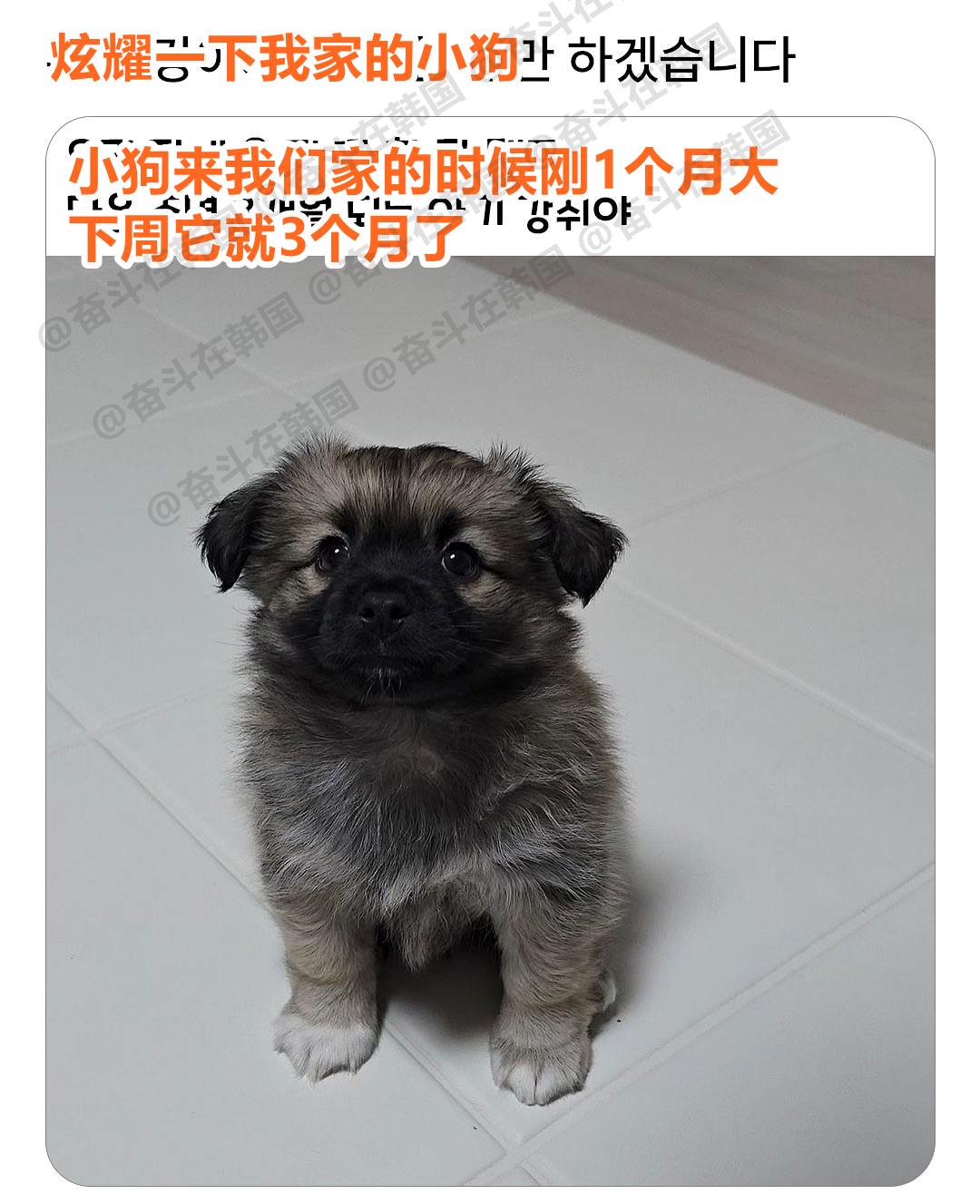 韩网友：炫耀一下我家的小狗~海外新鲜事 热点现场 嫉妒使我发财！我要发财了！[泪