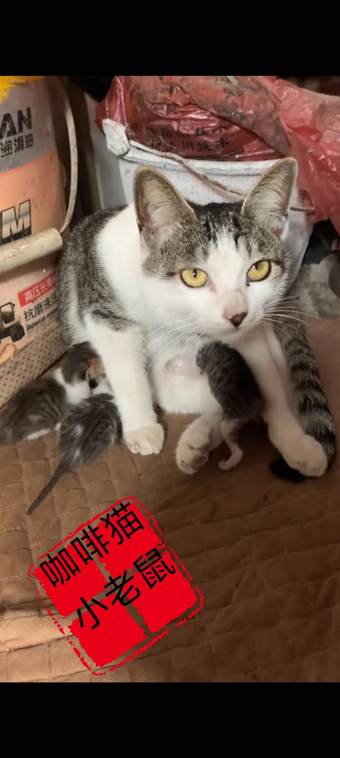 猫妈妈为了自己的幼崽能够生活在一个良好的环境里面，她竟然孤注一掷的挺而走险，将自