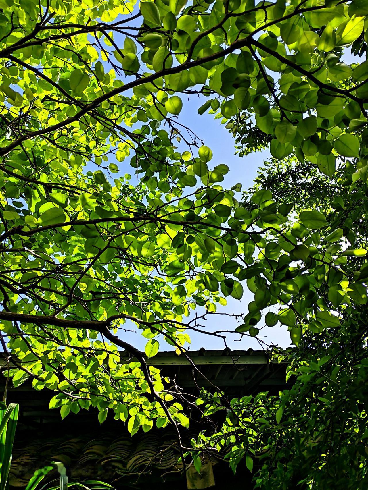 满眼碧绿，惬意！