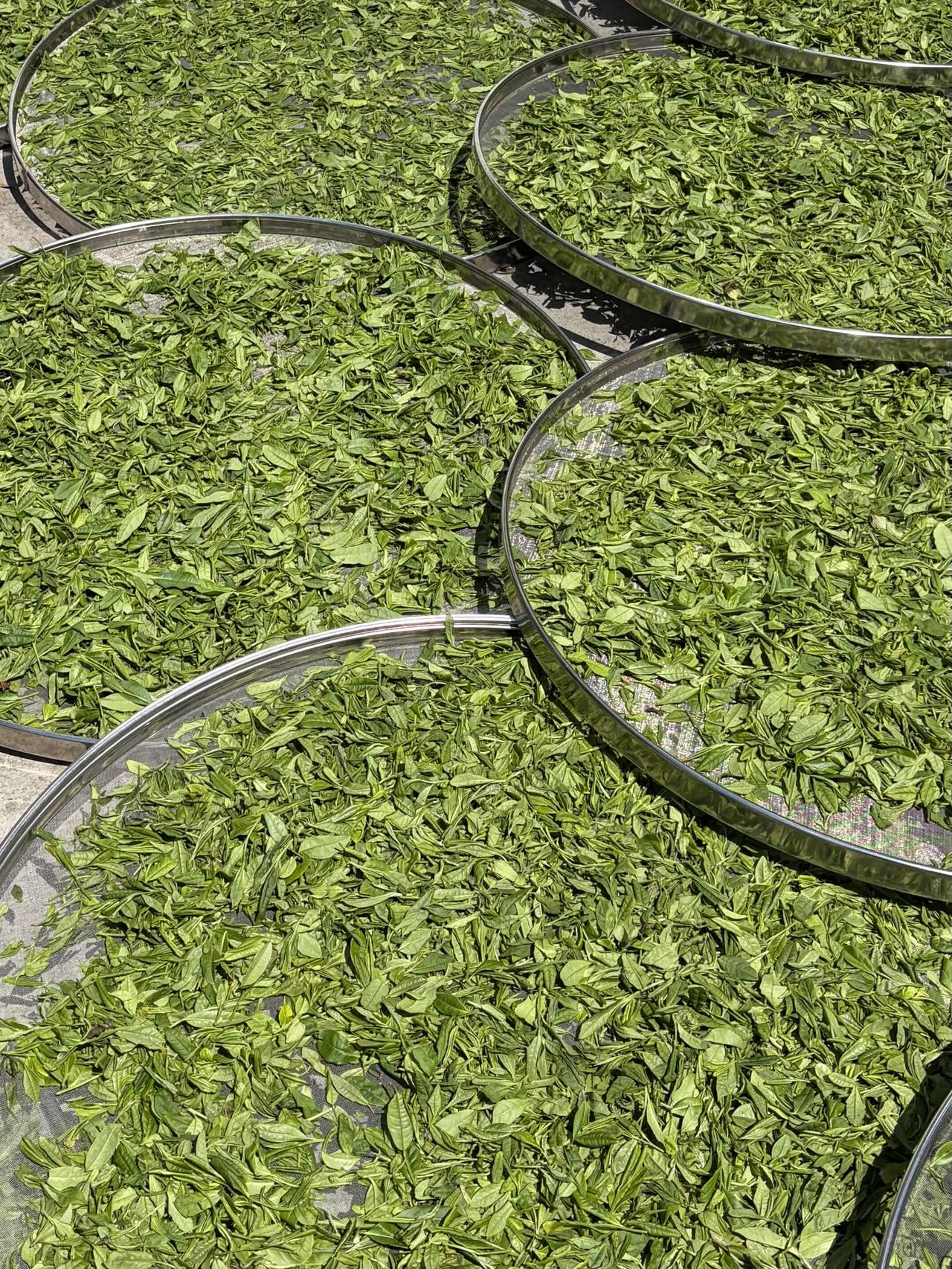 继续做荒野红茶。
昨天的叶子，层架自然萎凋，早上还有点湿，继续日晒萎凋，香气爆增