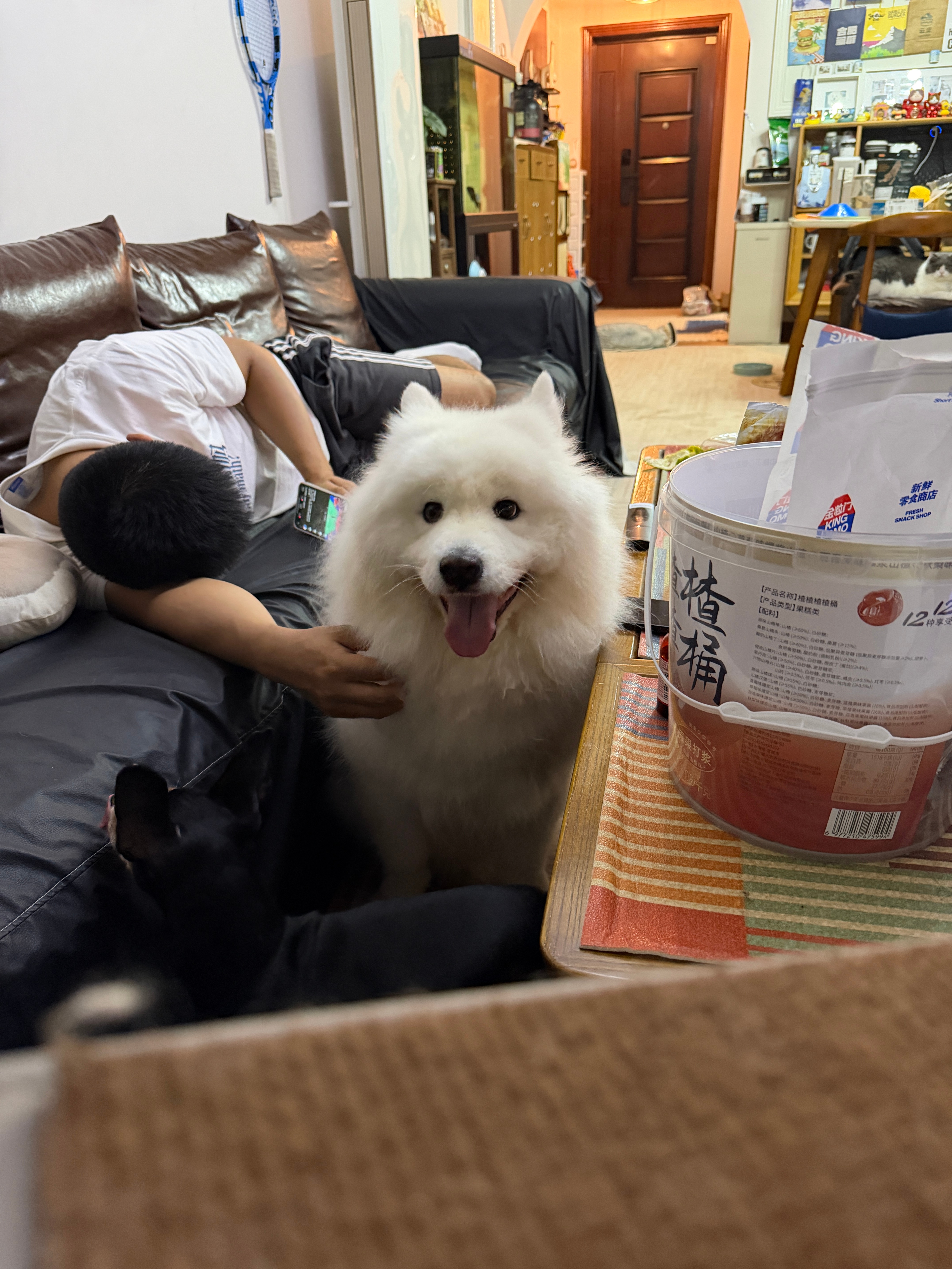面对劳累一天的瓜娃子我们杨戬化身抚慰犬!真懂事呢[开学季] ​​​