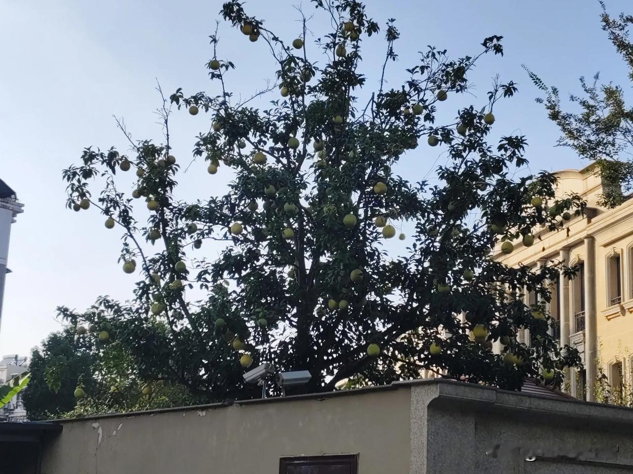 #秋日生活打卡#
路过小区，一棵胡柚树上长满果实，拍下来分享一下！