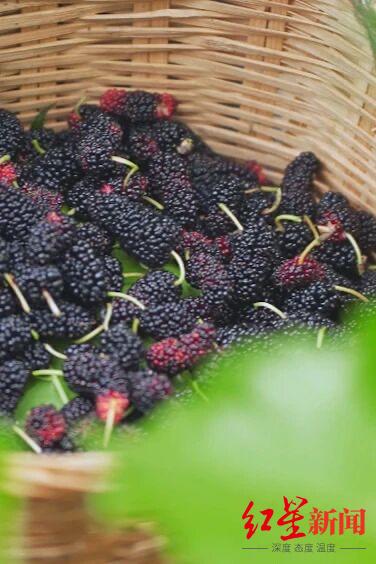 3000亩桑葚熟了,入园采摘无需门票