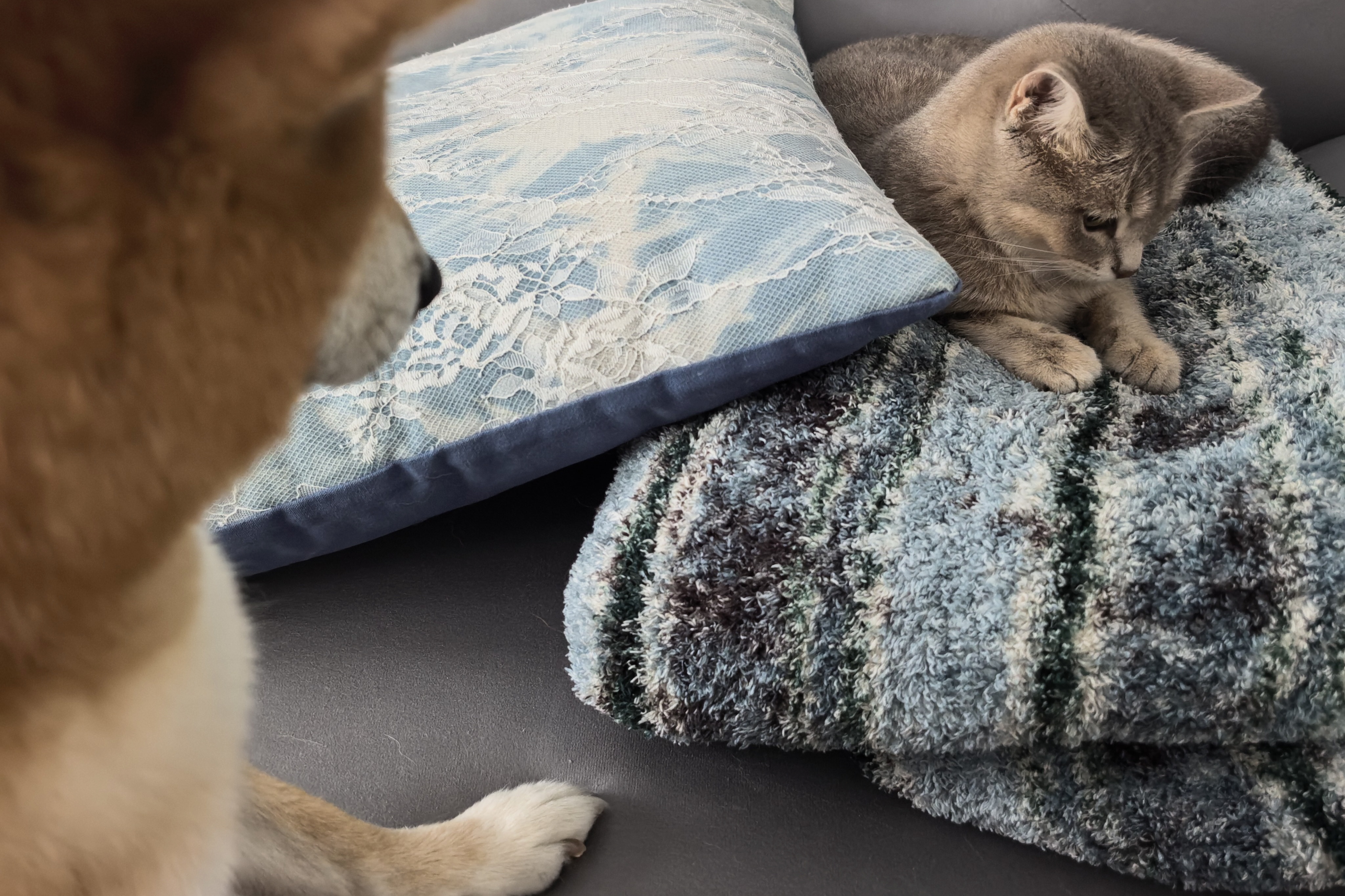 低能量状态，只和猫猫狗狗玩儿。 ​​​