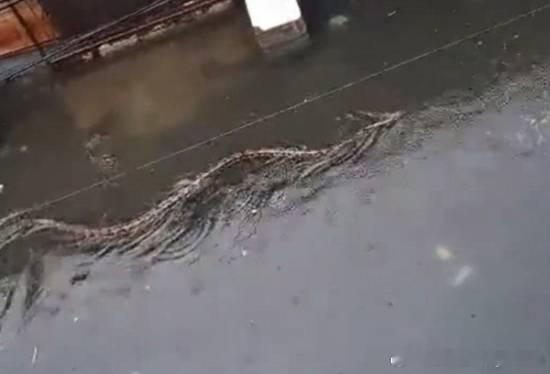 巴厘岛暴雨后 近5米长巨蟒游过居民区从本月21日起，印尼巴厘岛遭遇连日暴雨，导致