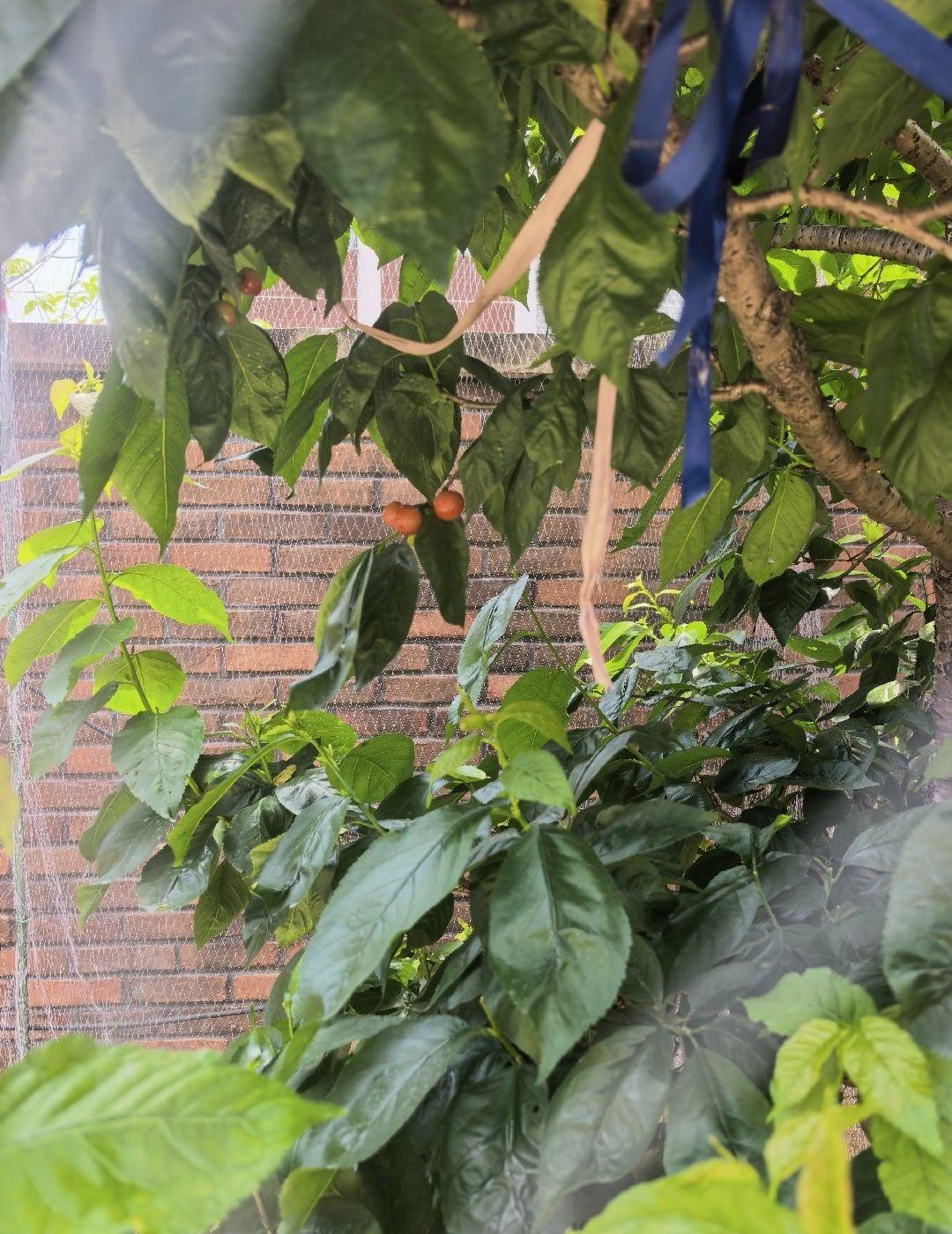 人还是非常需要新鲜感的，虽然今年产量低，但个头大呀，居然没人感兴趣了[摊手] ​