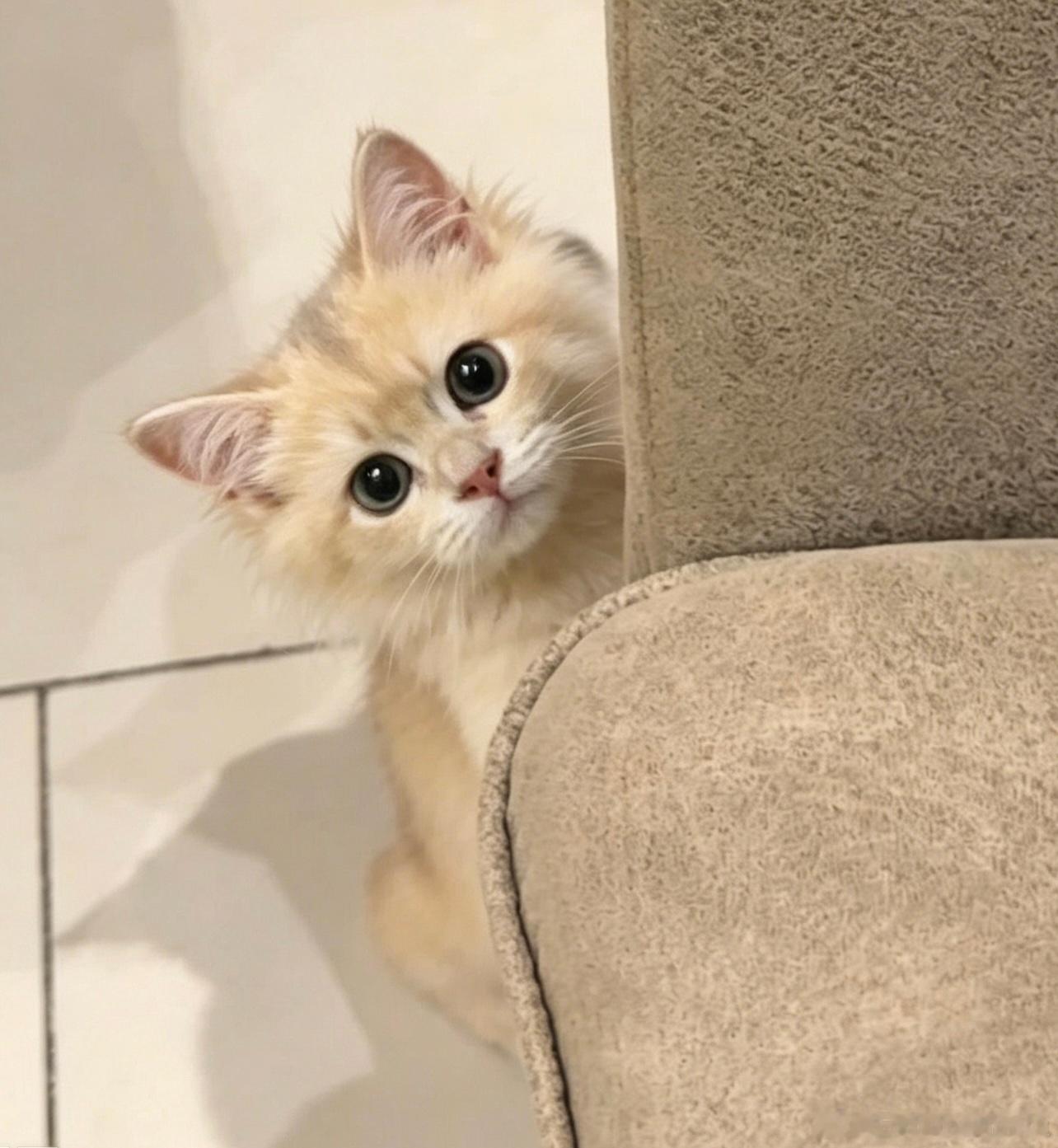 小猫探头 