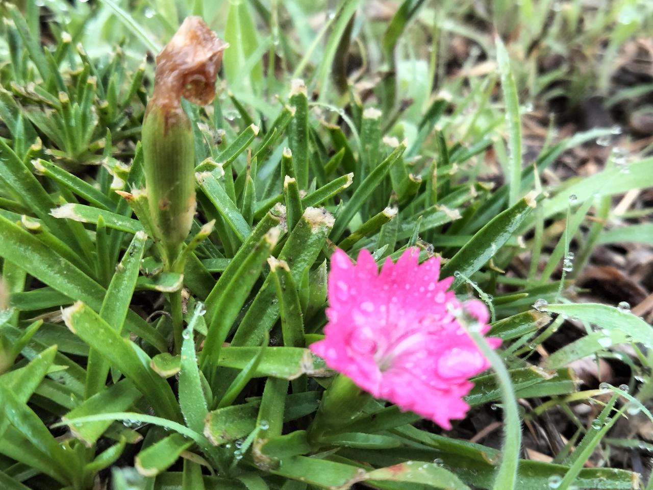 1.是什么花？
2.打碗花。
3.牵牛花。