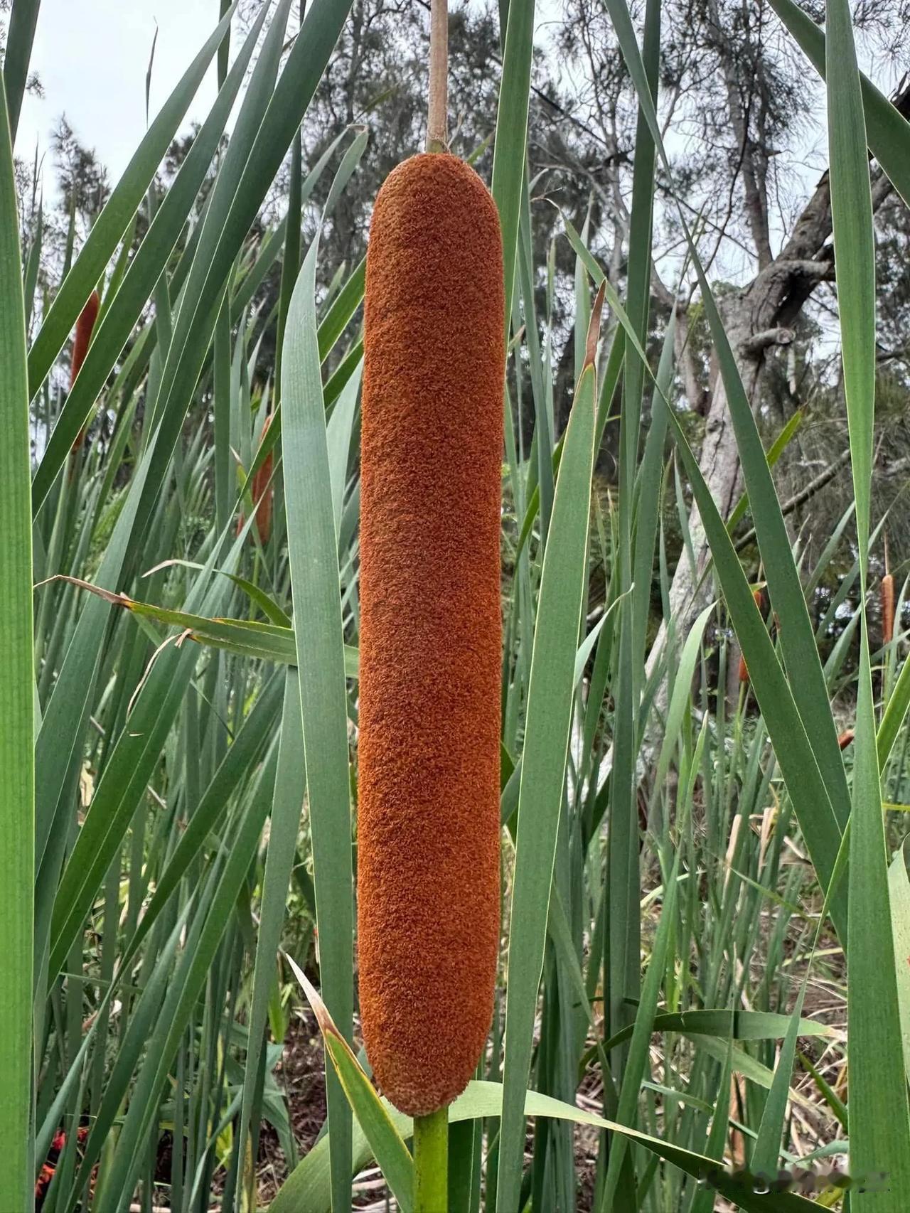 蒲棒Typha 竟然都长在洼地，有些在水里，1.5 -2m 高，Google 才