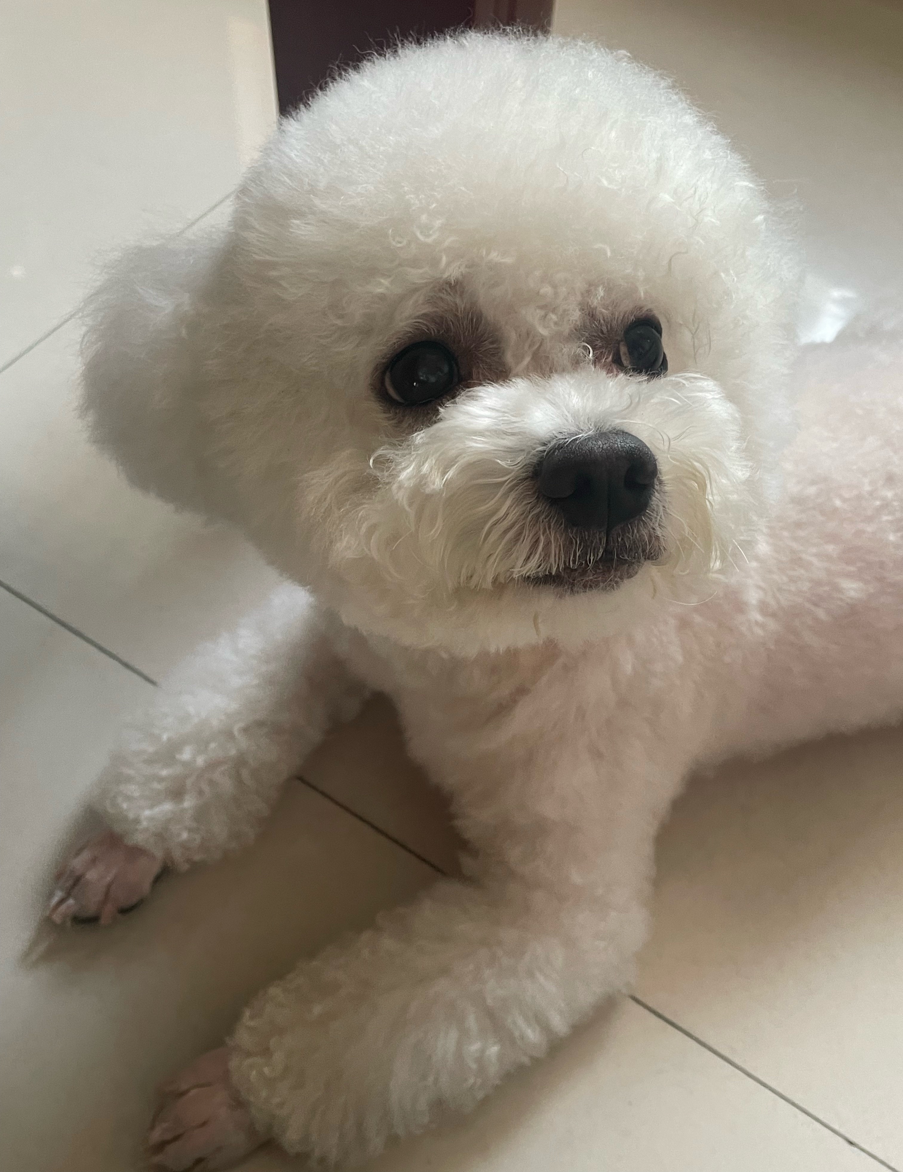 小狗每次找我要吃的都会拿小爪子扒拉我