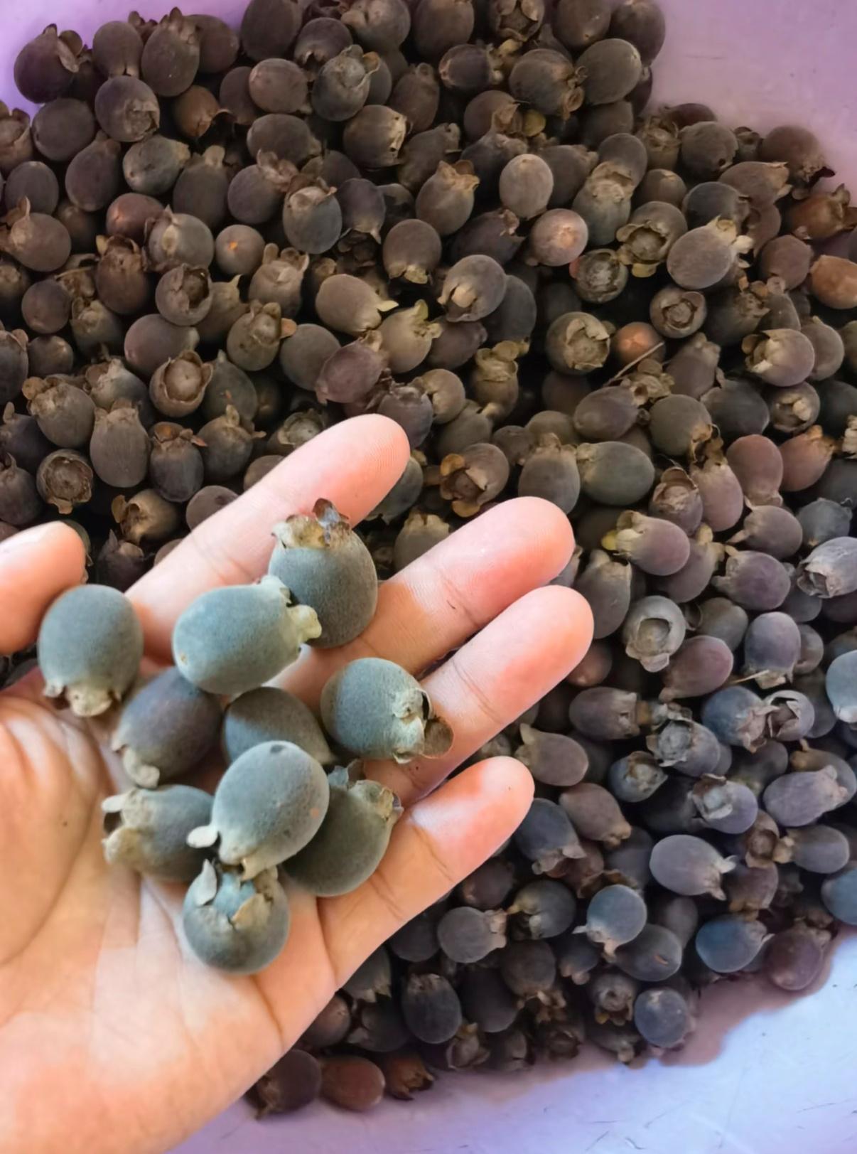 老式水果为何消失了我敢说99%不认识它这才是老广人的老式水果—— 捻子专长在山上