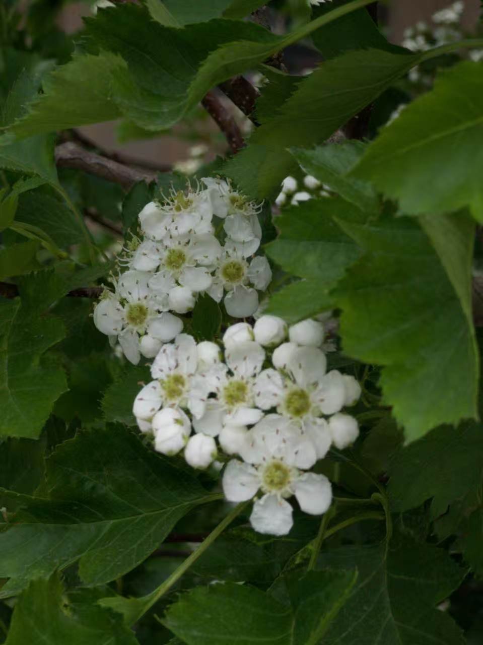 *碎碎念*一直盖着冬天的被子，昨儿被热着了，大早上翻出春秋被，拿到楼下晒它两天.