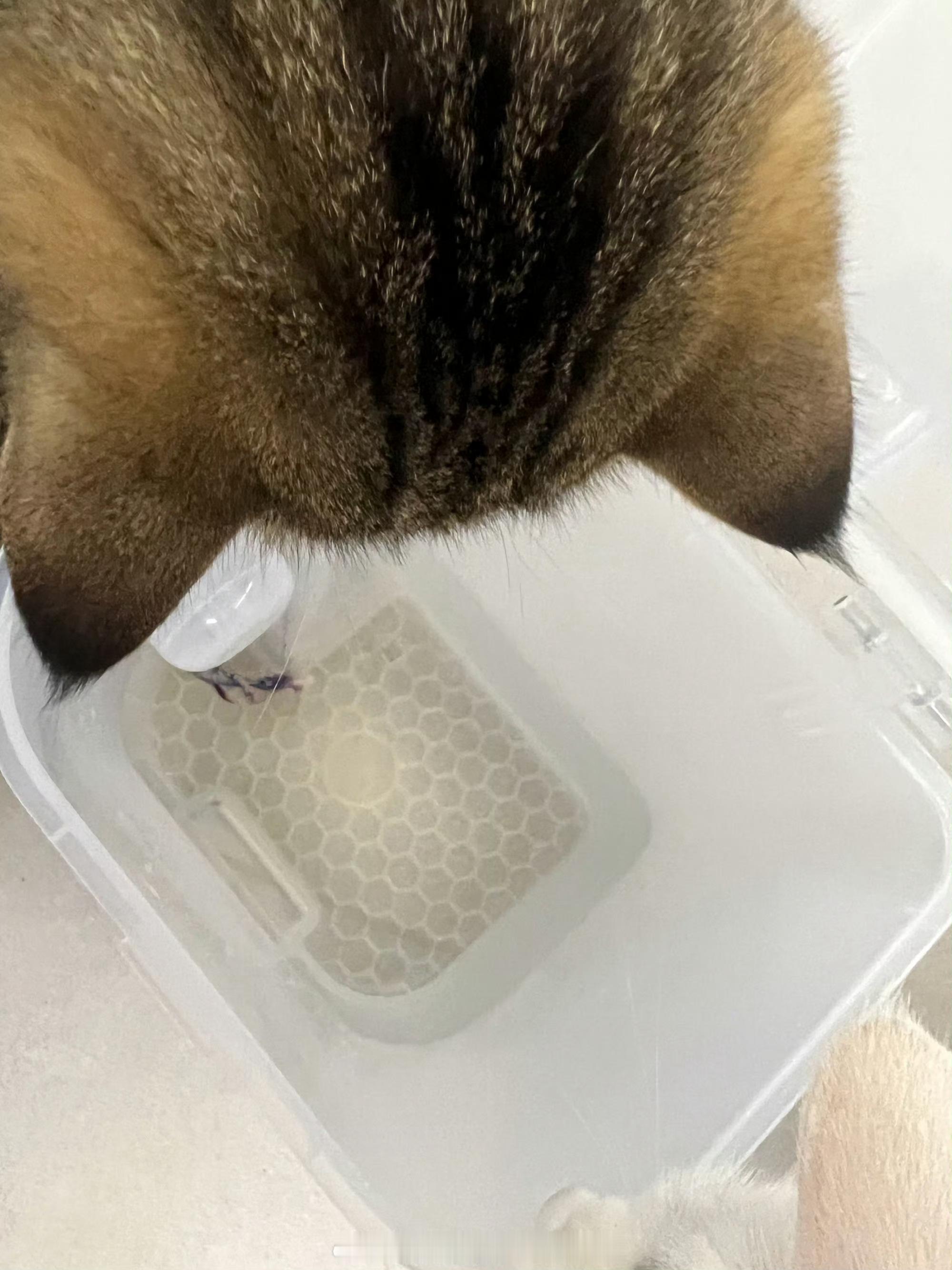 今言今语 今言今语之麻猫辨认小课堂与地图炮 