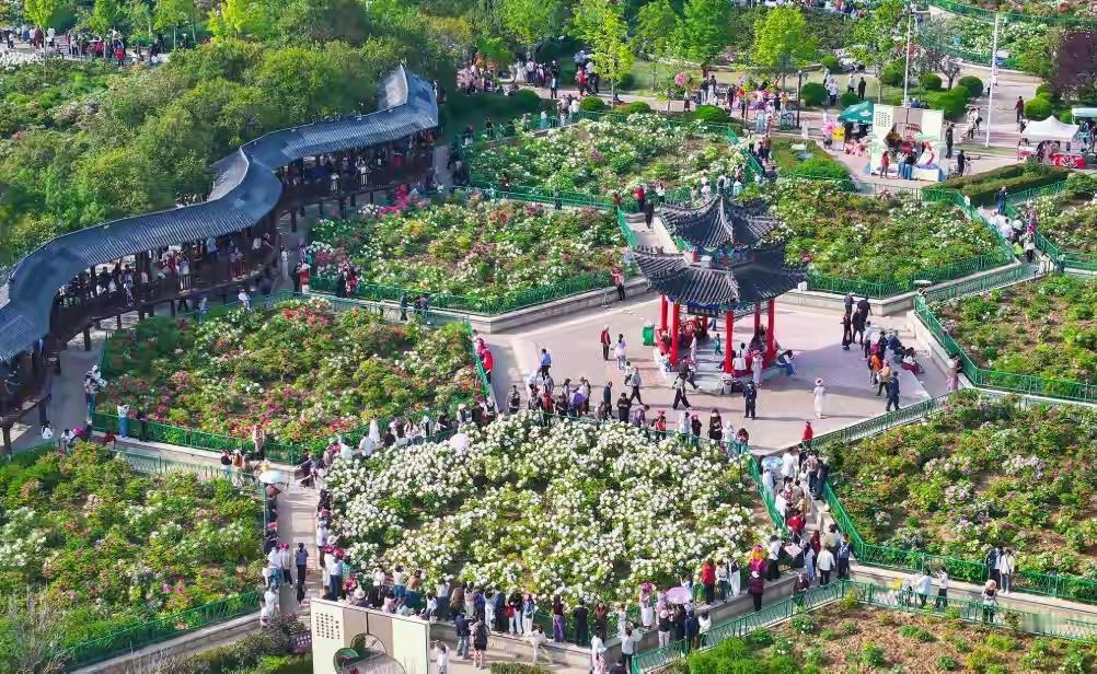 谁能想到，菏泽周末直接被48万“赏花特种兵”给“攻陷”了！两天时间，七大牡丹园直