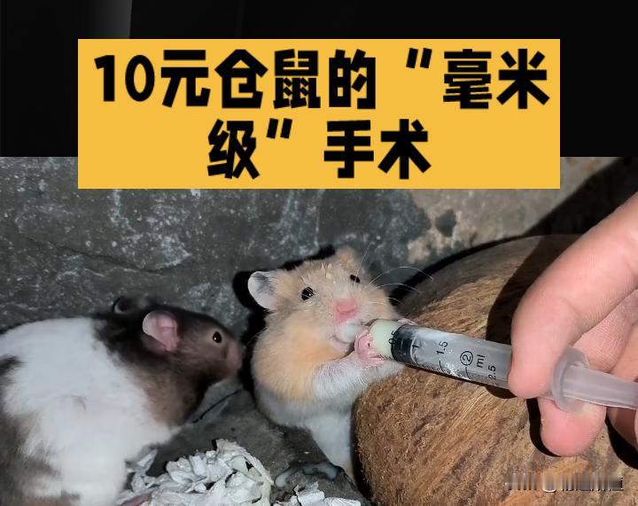 10元仓鼠的“毫米级”手术：700元背后的宠物关怀与医疗精度
 
近日，河南郑州
