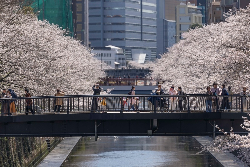 【#日媒炒作赏樱地有中文喧哗声#，日学者揭露：没素质的日本人比比皆是】在日方一手