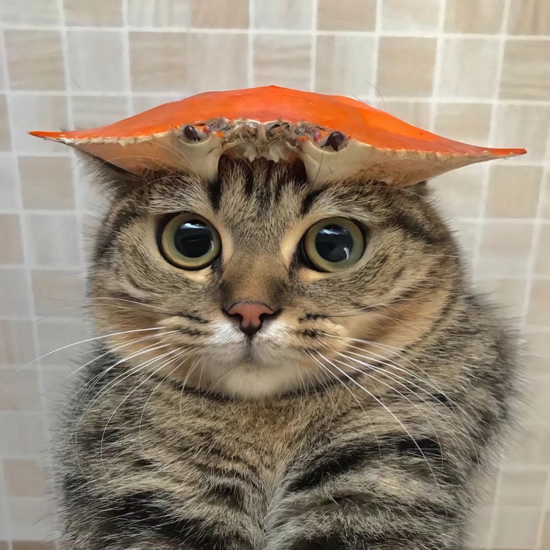 猫咪：你看看这好看吗🥹 