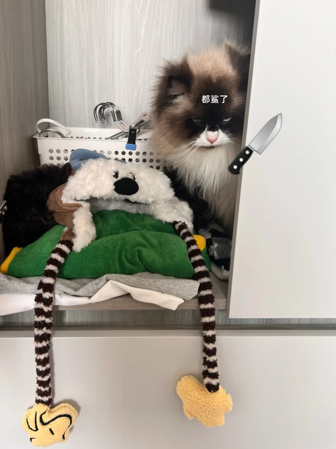 谁敢惹，小猫的起床气