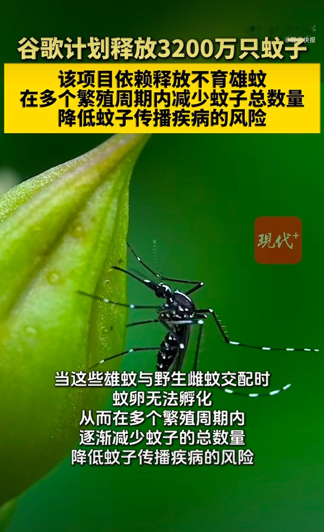 谷歌计划投放3200万只蚊子 这计划有点牛！