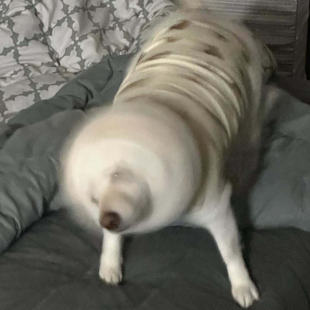 高速旋转的小狗进入了视野 