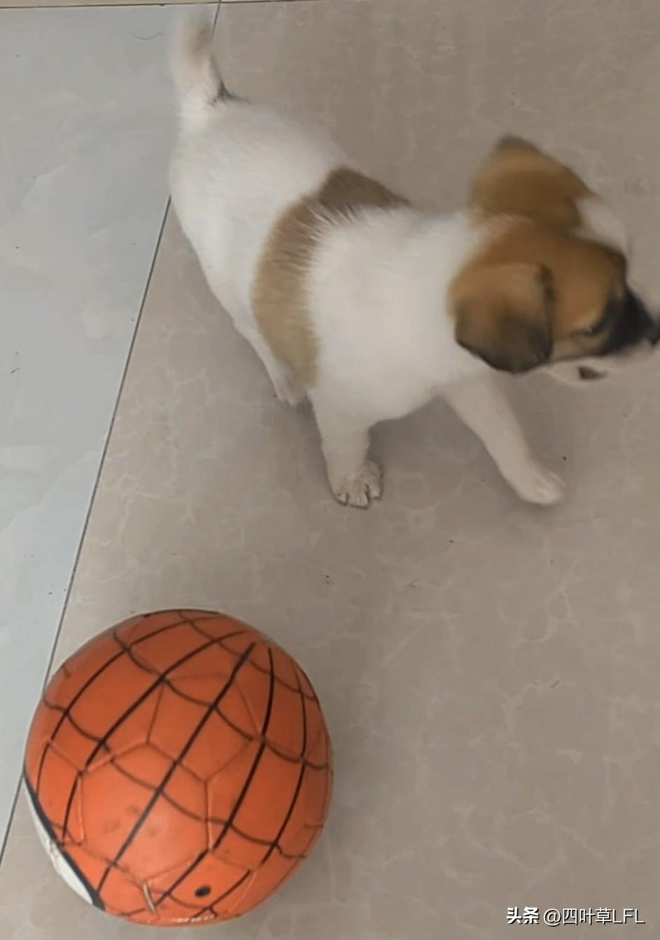 小狗戏球乐，秋日暖阳中。