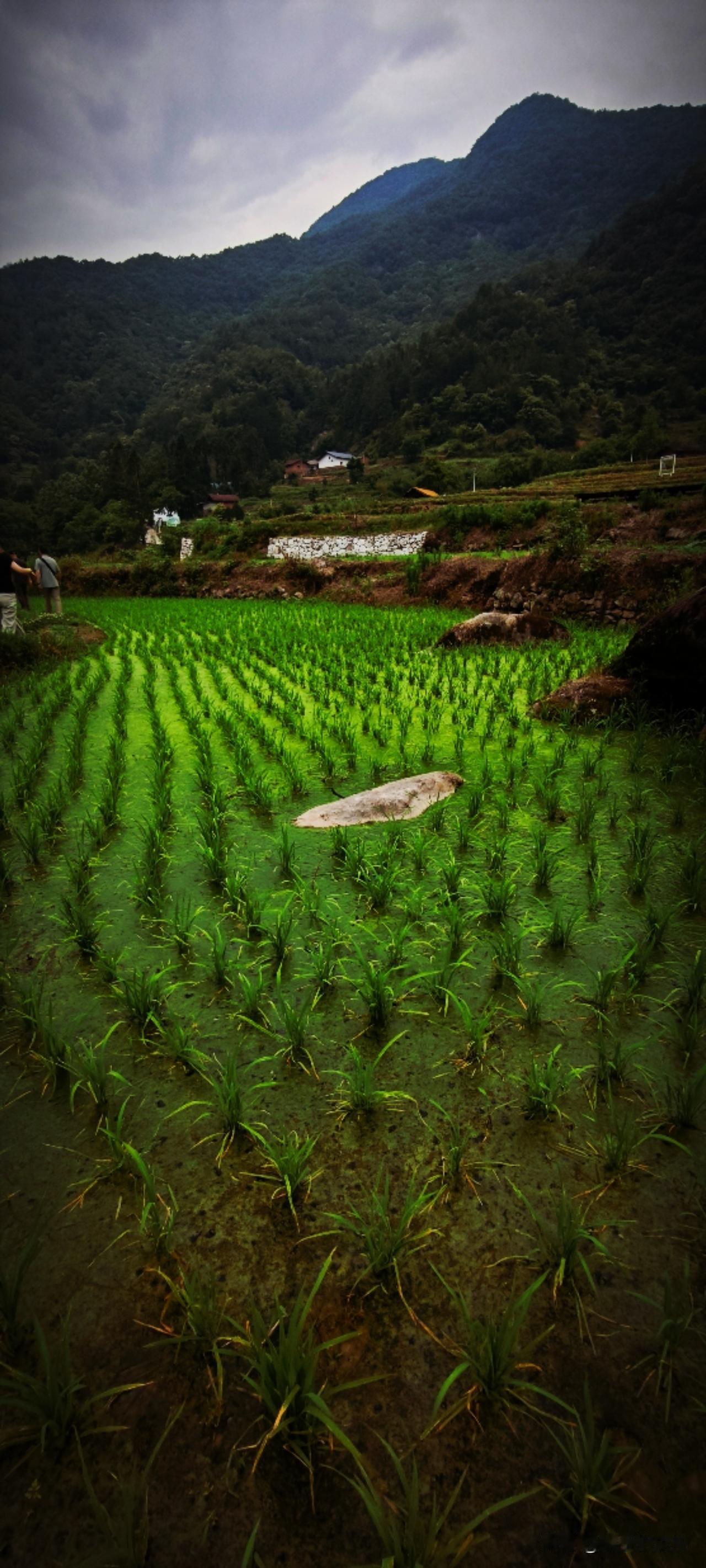 山坳里，一条小溪跳跃着，微风拂过，绿意醉人，勾勒出了一幅独特的田园画卷。稻田里的