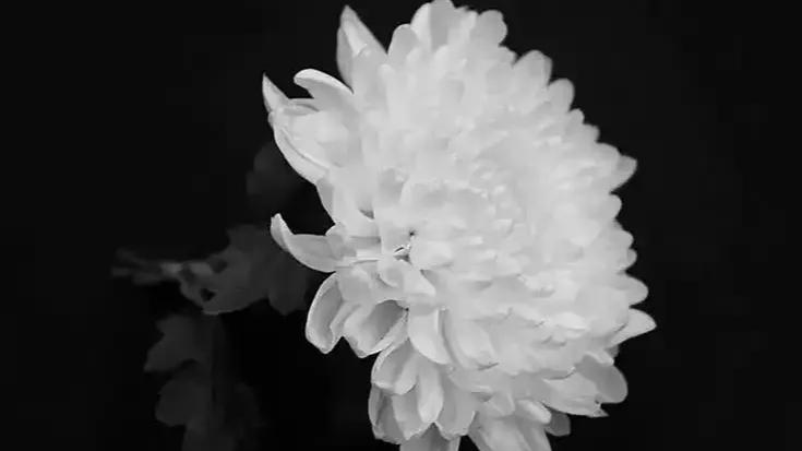 梁光烈同志逝世：一位杰出领导人的永恒光辉

2024年11月12日2时43分，中