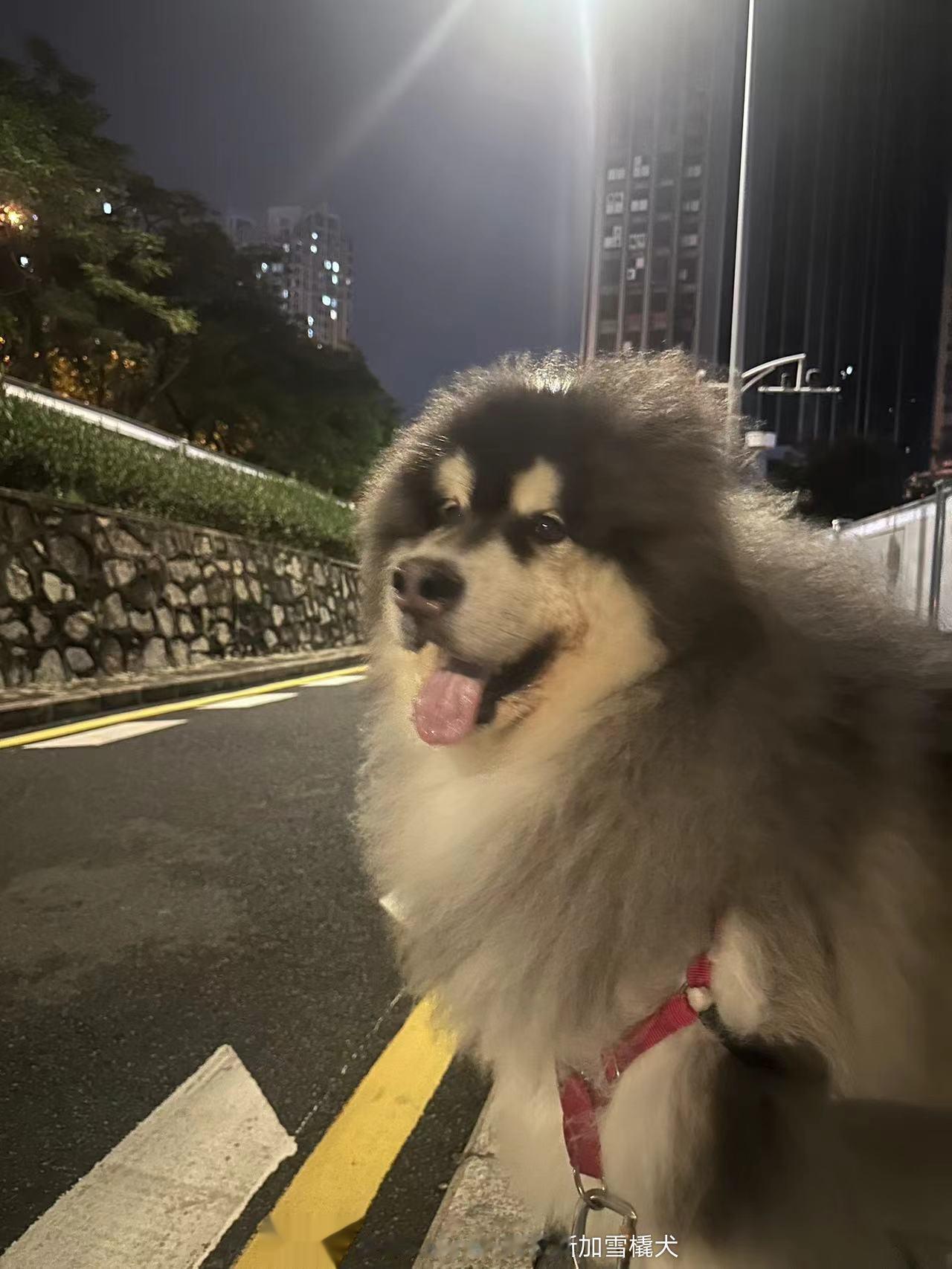 [哈哈]深夜遛阿拉斯加就很有安全感【客户回访】 深圳 尤金 ​​​