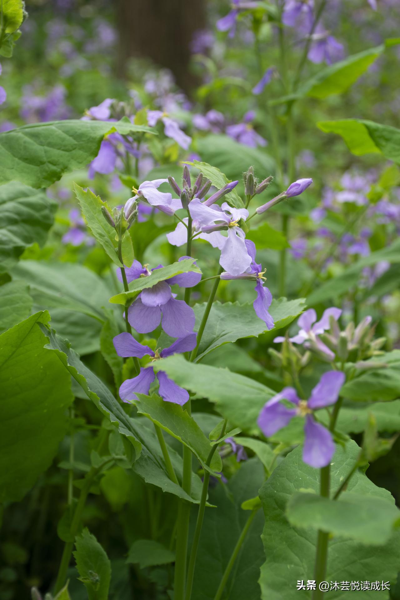 玩头条这么久。
我一直有个疑问。
 
是不是互动越多。
阅读单价就越高？
 
每