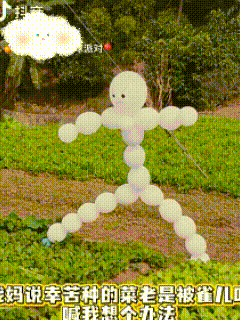 “人怎么能这么聪明？！”四川，一菜地常常招来麻雀偷吃，母亲让女儿想个办法驱雀，女