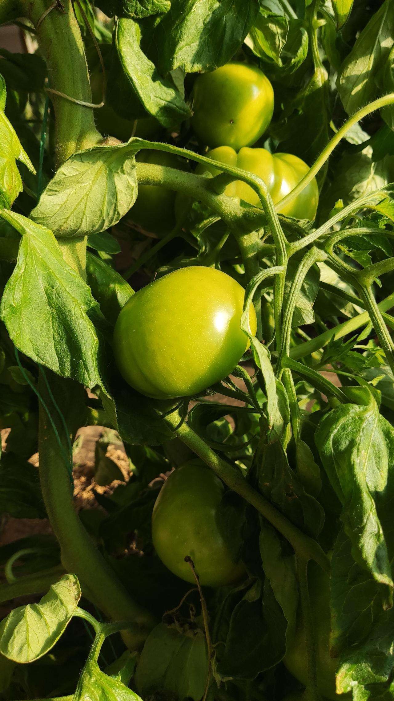 晒图笔记大赛绿柿子～🍅🍅🍅🍅